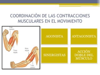 COORDINACIÓN DE LAS CONTRACCIONES
MUSCULARES EN EL MOVIMIENTO
AGONISTA ANTAGONISTA
SINERGISTAS
ACCIÓN
DOBLE DEL
MÚSCULO
 