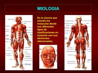 L
U
I
S
Z
A
R
A
T
E
MIOLOGIA
Es la ciencia que
estudia los
músculos desde
sus diferentes
tipos de
clasificaciones en
conjunto con sus
elementos
relacionados.
 