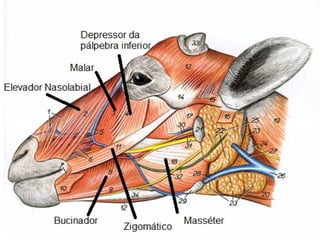 Testuz Comprehensive Study of Head, Neck, Thorax, and Limb Musculature in ...