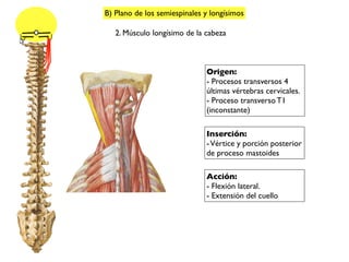 B) Plano de los semiespinales y longísimos
Origen:
- Procesos transversos 4
últimas vértebras cervicales.
- Proceso transverso T1
(inconstante)
2. Músculo longísimo de la cabeza
Inserción:
-Vértice y porción posterior
de proceso mastoides
Acción:
- Flexión lateral.
- Extensión del cuello
 