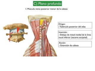 C) Plano profundo
1. Músculo recto posterior menor de la cabeza
Origen:
- Tubérculo posterior del atlas
Inserción:
- Debajo de mitad medial de la línea
nucal inferior (escama occipital)
Acción:
- Extensión de cabeza
 