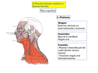 2. Platisma
Origen:
Esternón, clavícula, art.
esternoclavicular y acromion
Inserción:
Base de la mandíbula
Ángulo oral
Función:
-Mantener distendida piel del
cuello (facilita retorno
venoso)
- Traccionar ángulo oral
inferolateralmente
II. Músculos laterales, rotadores o
ﬂexores laterales
Plano superﬁcial
 