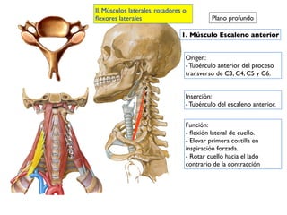 1. Músculo Escaleno anterior
Origen:
- Tubérculo anterior del proceso
transverso de C3, C4, C5 y C6.
Inserción:
- Tubérculo del escaleno anterior.
Función:
- ﬂexión lateral de cuello.
- Elevar primera costilla en
inspiración forzada.
- Rotar cuello hacia el lado
contrario de la contracción
II. Músculos laterales, rotadores o
ﬂexores laterales Plano profundo
 