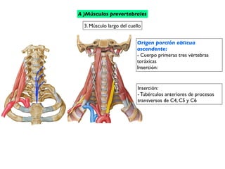 Origen porción oblicua
ascendente:
- Cuerpo primeras tres vértebras
toráxicas
Inserción:
Inserción:
- Tubérculos anteriores de procesos
transversos de C4, C5 y C6
3. Músculo largo del cuello
A )Músculos prevertebrales
 