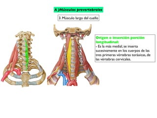 Origen e inserción porción
longitudinal:
- Es la más medial, se inserta
sucesivamente en los cuerpos de las
tres primeras vértebras toráxicas, de
las vértebras cervicales.
3. Músculo largo del cuello
A )Músculos prevertebrales
 
