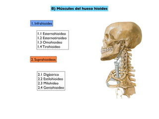 B) Músculos del hueso hioides
1. Infrahioides
1.1 Esternohioideo
1.2 Esternotiroideo
1.3 Omohioideo
1.4 Tirohioideo
2. Suprahioideos
2.1 Digástrico
2.2 Estilohioideo
2.3 Milohideo
2.4 Geniohioideo
 