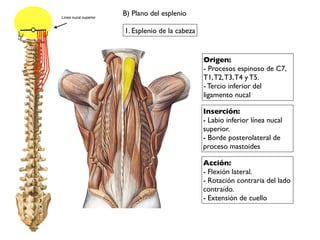 Origen:
- Procesos espinoso de C7,
T1,T2,T3,T4 y T5.
- Tercio inferior del
ligamento nucal
Inserción:
- Labio inferior línea nucal
superior.
- Borde posterolateral de
proceso mastoides
1. Esplenio de la cabeza
Acción:
- Flexión lateral.
- Rotación contraria del lado
contraído.
- Extensión de cuello
B) Plano del esplenioLínea nucal superior
 