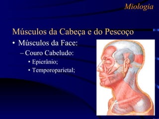 Miologia Músculos da Cabeça e do Pescoço Músculos da Face: Couro Cabeludo: Epicrânio; Temporoparietal; 