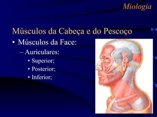 Miologia Músculos da Cabeça e do Pescoço Músculos da Face: Auriculares: Superior; Posterior; Inferior; 