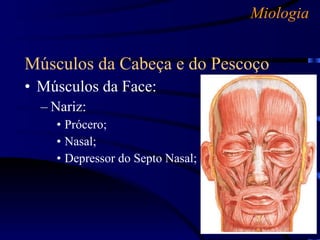 Miologia Músculos da Cabeça e do Pescoço Músculos da Face: Nariz: Prócero; Nasal; Depressor do Septo Nasal; 