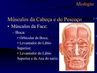 Miologia Músculos da Cabeça e do Pescoço Músculos da Face: Boca: Orbicular da Boca; Levantador do Lábio Superior; Levantador do Lábio  Superior e da Asa do nariz; 