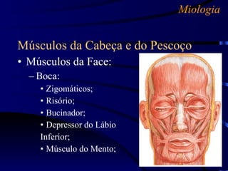 Miologia Músculos da Cabeça e do Pescoço Músculos da Face: Boca: Zigomáticos; Risório; Bucinador; Depressor do Lábio  Inferior; Músculo do Mento; 