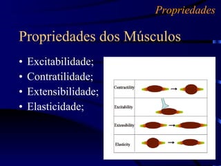 Excitabilidade; Contratilidade; Extensibilidade; Elasticidade; Propriedades dos Músculos Propriedades 