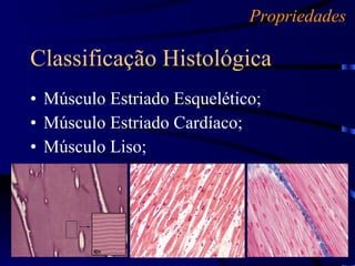 Músculo Estriado Esquelético; Músculo Estriado Cardíaco; Músculo Liso; Classificação Histológica Propriedades 