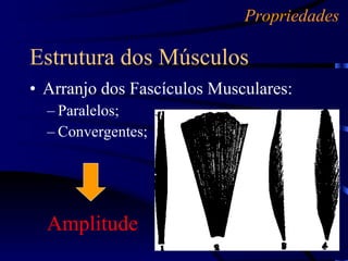 Arranjo dos Fascículos Musculares: Paralelos; Convergentes; Estrutura dos Músculos Propriedades Amplitude 