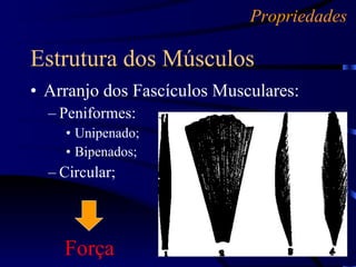 Arranjo dos Fascículos Musculares: Peniformes: Unipenado; Bipenados; Circular; Estrutura dos Músculos Propriedades Força 