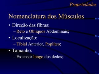Direção das fibras: Reto  e  Oblíquos  Abdominais; Localização: Tibial  Anterior,  Poplíteo ; Tamanho: Extensor  longo  dos dedos; Nomenclatura dos Músculos Propriedades 