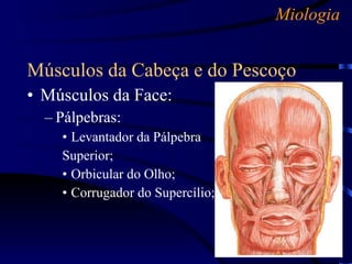 Miologia Músculos da Cabeça e do Pescoço Músculos da Face: Pálpebras: Levantador da Pálpebra  Superior; Orbicular do Olho; Corrugador do Supercílio; 