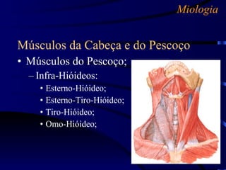 Miologia Músculos da Cabeça e do Pescoço Músculos do Pescoço; Infra-Hióideos: Esterno-Hióideo; Esterno-Tiro-Hióideo; Tiro-Hióideo; Omo-Hióideo; 