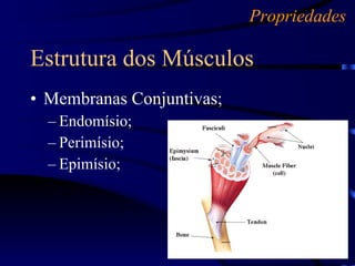Membranas Conjuntivas; Endomísio; Perimísio; Epimísio; Estrutura dos Músculos Propriedades 