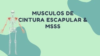 MUSCULOS DE
CINTURA ESCAPULAR &
MSSS
 
