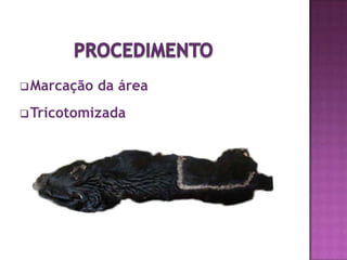 Músculos involuntários de contração rápida