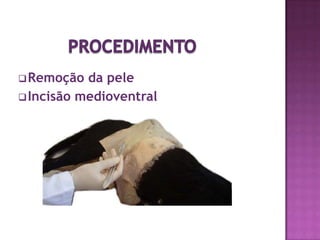 Músculos voluntários de contração rápida.CLASSIFICAÇÃO