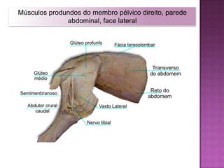 VisceralDIVISÃO DA MUSCULATURAQuanto ao Controle Neural