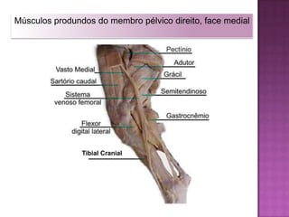 Involuntário – Inconsciente MUSCULATURA DOS MEMBROSMúsculos Estriado Fibras musculares interligadas por tecido conectivoTerminações nervosas para a dorResponsável pela produção de movimentos e manutenção da postura corporal.Estriações transversais formadas pelas proteínas actina e miosina.Possuem tendões que ligam o músculo no osso.