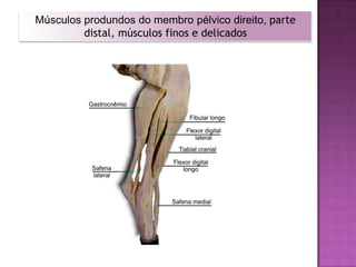 SISTEMA MUSCULARO movimento dos músculos é controlado pelo sistema nervoso. 