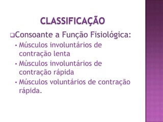 Células musculares agrupadas em feixes