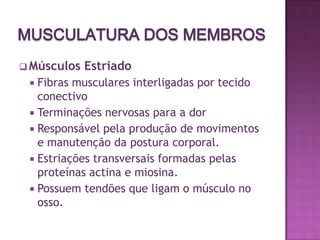 A musculatura torna possível o movimento