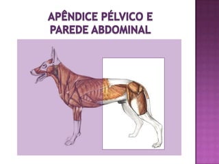 Músculos involuntários de contração lenta