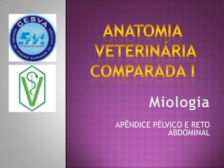 AnatomiaVeterináriacomparadai Miologia APÊNDICE PÉLVICO E RETO ABDOMINAL 