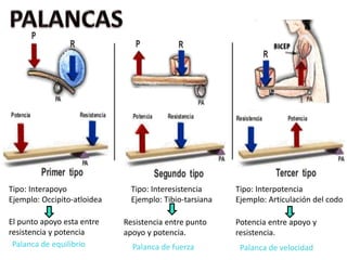 Tipo: Interapoyo
Ejemplo: Occipito-atloidea
Tipo: Interpotencia
Ejemplo: Articulación del codo
Tipo: Interesistencia
Ejemplo: Tibio-tarsiana
El punto apoyo esta entre
resistencia y potencia
Resistencia entre punto
apoyo y potencia.
Potencia entre apoyo y
resistencia.
Palanca de equilibrio Palanca de fuerza Palanca de velocidad
 