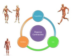 Órganos
Contráctiles
Esquelético
LisoCardiaco
 