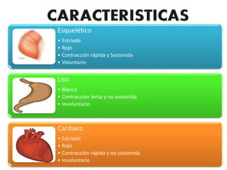 Esquelético
• Estriado
• Rojo
• Contracción rápida y Sostenida
• Voluntario
Liso
• Blanco
• Contracción lenta y no sostenida
• Involuntario
Cardiaco
• Estriado
• Rojo
• Contracción rápida y no sostenida
• Involuntario
 