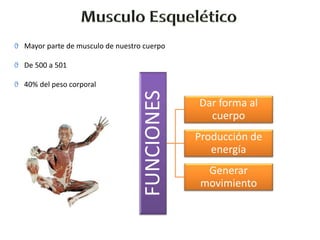 ϑ Mayor parte de musculo de nuestro cuerpo
ϑ De 500 a 501
ϑ 40% del peso corporal
FUNCIONES
Dar forma al
cuerpo
Producción de
energía
Generar
movimiento
 