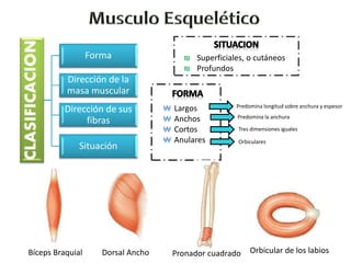 CLASIFICACION
Forma
Dirección de la
masa muscular
Dirección de sus
fibras
Situación
₪ Superficiales, o cutáneos
₪ Profundos
₩ Largos
₩ Anchos
₩ Cortos
₩ Anulares
Orbicular de los labiosPronador cuadradoDorsal AnchoBíceps Braquial
Predomina la anchura
Predomina longitud sobre anchura y espesor
Tres dimensiones iguales
Orbiculares
 