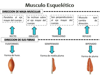RECTO OBLICUO TRANSVERSO REFLEJO
Paralelos al eje
mayor del cuerpo
Se inclinan sobre
el eje mayor del
cuerpo.
Son perpendiculares
al eje mayor del
cuerpo.
Musculo que
cambia de
dirección.
FUSIFORMES SEMIPENADO BIPENADO
Forma de huso. Forma de plumaForma de media pluma
 