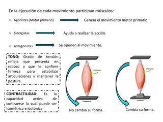 En la ejecución de cada movimiento participan músculos:
₪ Agonistas (Motor primario)
₪ Sinergistas
₪ Antagonistas
Genera el movimiento motor primario.
Ayuda a realizar la acción.
Se oponen al movimiento.
TONO: Grado de tensión
refleja que presenta en
reposo y que le confiere
firmeza para estabilizar
articulaciones y mantener la
postura.
CONTRACTILIDAD: Es la
capacidad activa de
contraerse la cual puede ser
isométrica e isotónica. No cambia su forma. Cambia su forma.
 