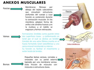 Fascias
Vainas
Bursas
Fascia
Membranas fibrosas por
debajo del tejido subcutáneo
que envuelven estructuras
profundas del cuerpo y cuya
función es contención durante
la contracción muscular. En los
miembros adoptan forma de
anillo o de cilindros huecos y en
la muñeca y el tobillo se
engrosan y forman retinaculos.
Formaciones tendidas como puente entre
dos superficies óseas y conformando un
túnel por el cual se desliza un tendón.
Constan de una vaina fibrosa inserta en el
hueso formando túnel osteofibroso y una
vaina sinovial revistiendo su interior.
Su función es facilitar el movimiento y
evitar lesión de tendón.
Pequeñas bolsas serosas, cerradas y
sinoviales con su pared externa
tapizada por una membrana serosa.
Evita fricción de músculos con
músculos o estructuras óseas.
 