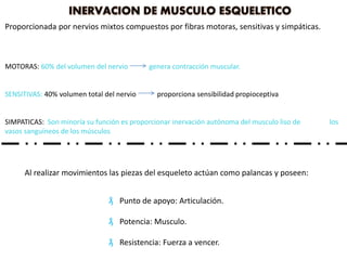 Proporcionada por nervios mixtos compuestos por fibras motoras, sensitivas y simpáticas.
MOTORAS: 60% del volumen del nervio genera contracción muscular.
SENSITIVAS: 40% volumen total del nervio proporciona sensibilidad propioceptiva
SIMPATICAS: Son minoría su función es proporcionar inervación autónoma del musculo liso de los
vasos sanguíneos de los músculos
Al realizar movimientos las piezas del esqueleto actúan como palancas y poseen:
₰ Punto de apoyo: Articulación.
₰ Potencia: Musculo.
₰ Resistencia: Fuerza a vencer.
 