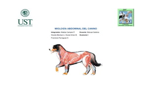 Miologia abdominal de canino