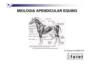 MIOLOGIA APENDICULAR EQUINO
Dr. Ricardo OLIVARES P-M
http://www.caballomania.com/archivos/images/tej_muscular.jpg
 