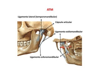 ATM
Ligamento lateral (temporomandibular)
Cápsula articular
Ligamento estilomandibular
Ligamento esfenomandibular
 
