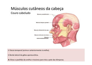 Músculos cutâneos da cabeça  ç
Couro cabeludo
I: Fáscia temporal (acima e anteriormente à orelha).
I B d l t l d ál ótiI: Borda lateral da gálea aponeurótica.
A: Eleva o pavilhão da orelha e traciona para trás a pele das têmporas. 
 