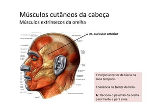 Músculos cutâneos da cabeça  ç
Músculos extrínsecos da orelha
m. auricular anterior
I: Porção anterior da fáscia na 
zona temporal. 
I: Saliência na frente da hélix. 
A: Traciona o pavilhão da orelha 
para frente e para cima.
 