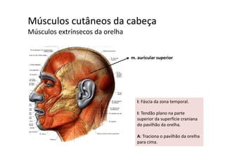 Músculos cutâneos da cabeça  ç
Músculos extrínsecos da orelha
m. auricular superior
I: Fáscia da zona temporal. 
I: Tendão plano na parte 
superior da superfície craniana 
do pavilhão da orelha. 
A: Traciona o pavilhão da orelha 
para cima.
 