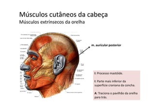 Músculos cutâneos da cabeça  ç
Músculos extrínsecos da orelha
m. auricular posterior
I: Processo mastóide. 
I: Parte mais inferior da 
superfície craniana da concha. 
A T i ilhã d lhA: Traciona o pavilhão da orelha 
para trás.
 